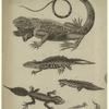 The broad-tailed lizard ; The guana ; The great water newt ; The common water newt ; Larva of the same
