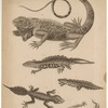 Azure lizard - NYPL Digital Collections