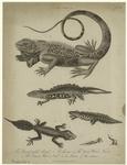 The broad-tailed lizard ; The guana ; The great water newt ; The common water newt ; Larva of the same