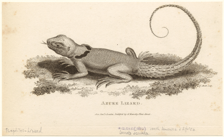 Azure lizard - NYPL Digital Collections