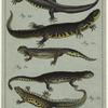 Various examples of lizards