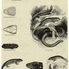 Rough-scaled heloderma ; Teguixin ; Group of lizards ; Viviparous lizards ; Head of teguixin ; Sand-lizard ; Lower jaw of lizard