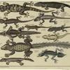 Examples of various lizards