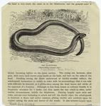 The blindworm (three-fifths natural size.)