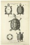 Cinereous tortoise, brown ; Galeated tortoise ; Lettered tortoise