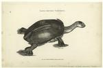 Long-necked tortoise