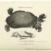 Fierce tortoise ; T. rostrata thunberg