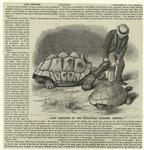 Land tortoises in the zoological gardens, London