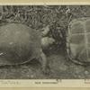 Box tortoises