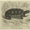 Gopher tortoise -- Testudo gopher