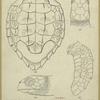 Eretmochelys imbricata (Linnaeus)