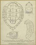 Eretmochelys imbricata (Linnaeus)