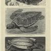 Matamata (Chelys fimbriata), 1/5 ; Karettschildkröte (Chelone imbricata), 1/10 ; Lederschildkröte (Dermatochelys coriacea), 1/20