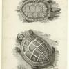 Spotted tortoise ; painted tortoise