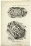 Spotted tortoise ; painted tortoise