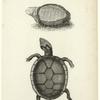 La chagrinee, Cepede. ; Pensylvanian tortoise