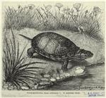 Teichschildkröte, Emys orbicularis L