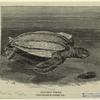 Leathery turtle