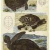 Turtles and details of turtle shells
