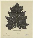 The acanthus, full size, from a photograph