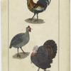 Domestic cock ; Common guinea hen ; Common turkey