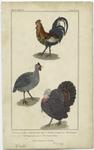 Domestic cock ; Common guinea hen ; Common turkey