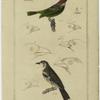 Bills of various types of tanagers ; Blue headed tanagra ; White necked thrush