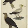 Falco fulvis Gm. (the common eagle) ; Neophron percnoptere Sav. ; Falco ossifragus Gm. the ossifragus