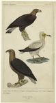 Falco fulvis Gm. (the common eagle) ; Neophron percnoptere Sav. ; Falco ossifragus Gm. the ossifragus