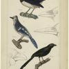 Crested jay ; Blue jay of Catesby ; Variable pie ; Bill of the splendid jay ; Bill of the common nutcracker ; Ash-coloured glaucopis