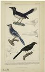 Crested jay ; Blue jay of Catesby ; Variable pie ; Bill of the splendid jay ; Bill of the common nutcracker ; Ash-coloured glaucopis