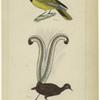 Oriolus coudougnan, Vaill. (the coudougnan of India) ; Moenura lyra, Vieill. (the lyra bird or superb moenura)