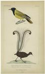Oriolus coudougnan, Vaill. (the coudougnan of India) ; Moenura lyra, Vieill. (the lyra bird or superb moenura)