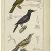 Galbula albirostris ; Bill of the jacamaralcyon ; Woodpecker of Lesson ; Foot of the picoid woodpecker ; Common wryneck