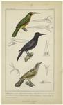 Galbula albirostris ; Bill of the jacamaralcyon ; Woodpecker of Lesson ; Foot of the picoid woodpecker ; Common wryneck