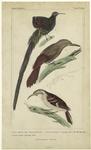 Upupa superba, Lath (the splendid puet) ; Dendrocolaptes communis, Gm. (the woodpecker) ; Dendrocolaptes procurvus, Temm
