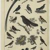 Various examples of birds