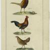 Phasianus torquatus (the collared pheasant) ; Gallus baukiva Tem. (the wild cock of Java) ; The wild hen of Java
