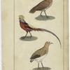 Tinamus braziliensis, L. (the Brazilian tinamoo) ; Phasianus pictus, L. (the golden pheasant) ; Hemipodius nigrifrons, Temm