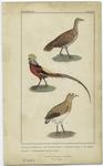 Tinamus braziliensis, L. (the Brazilian tinamoo) ; Phasianus pictus, L. (the golden pheasant) ; Hemipodius nigrifrons, Temm