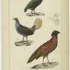 Sumatra pheasant bird ; Diardis' pheasant ; Sunda pheasant ; Horned pheasant of Nepaul