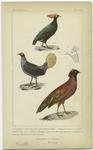 Sumatra pheasant bird ; Diardis' pheasant ; Sunda pheasant ; Horned pheasant of Nepaul