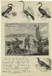American darters ; Chinese fishing with Cormorants, Egyptian animal and bird designs; Frigate bird