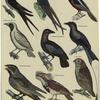 Various birds