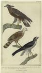 Honey buzzard of Java ; American sparrow hawk ; White tailed buzzard