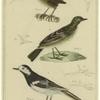 European wren ; Tree pipit ; Lugubrious wagtail ; Bird beaks ; Bird feet