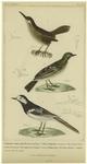 European wren ; Tree pipit ; Lugubrious wagtail ; Bird beaks ; Bird feet