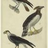 Osprey ; The American harpy ; The common caracara