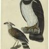 Harpy ; Head of Harpy ; The small eagle of Guiana