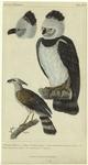 Harpy ; Head of Harpy ; The small eagle of Guiana